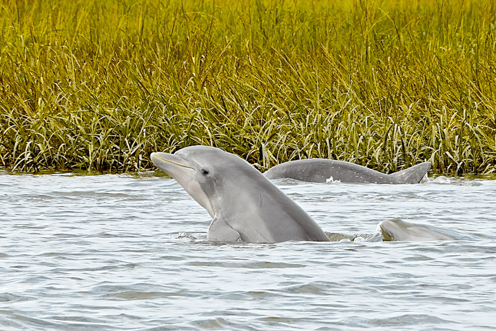 an animal swimming in the water