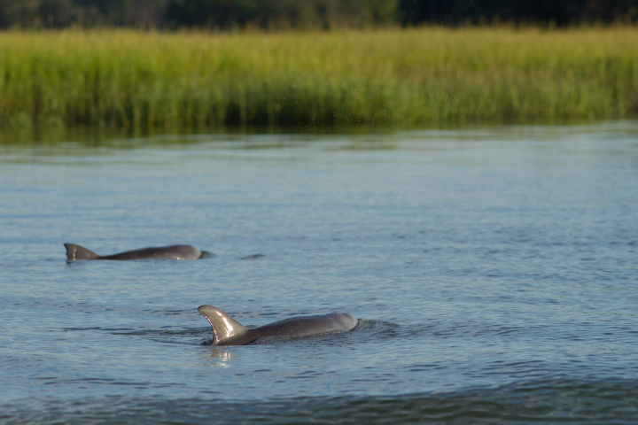 a bird swimming in water next to a body of water