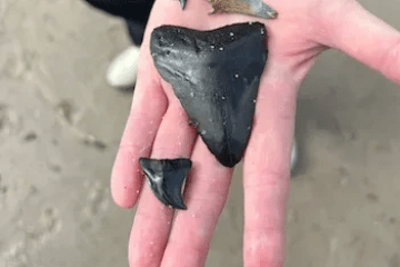 a person holding a bird